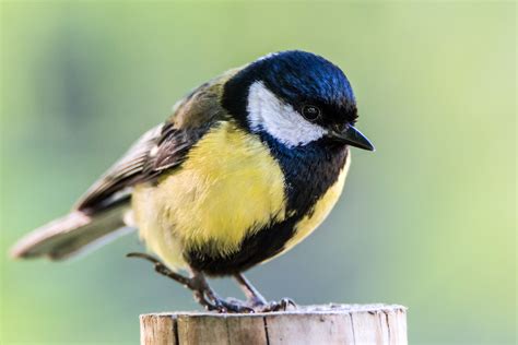 Fotos Gratis Naturaleza Pájaro Animal Fauna Silvestre Verde Pico
