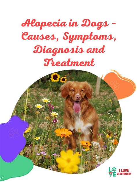 Alopecia In Dogs Causes Symptoms Diagnosis And Treatment I Love