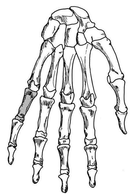 Hand Skeleton Skeleton Drawings Skeleton Hands Drawing Skeleton