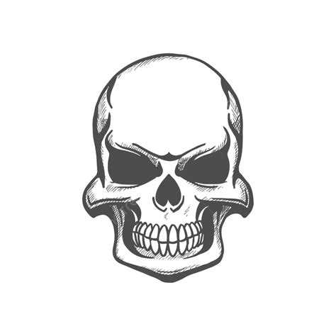 Skull Human Skeleton Head Isolated Sketch Sketch Bone Skull Png And