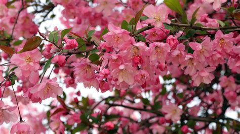 Spring Apple Bloom Blossom Flowers In Branch 4k Hd Flowers