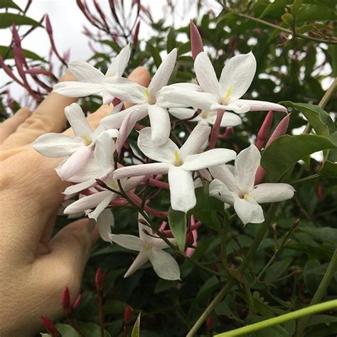 The Pink Jasmine Is Blooming This Flower Smells Just Like Banana Candy