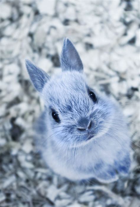 983 Best Cute Rabbit Pictures Images On Pinterest
