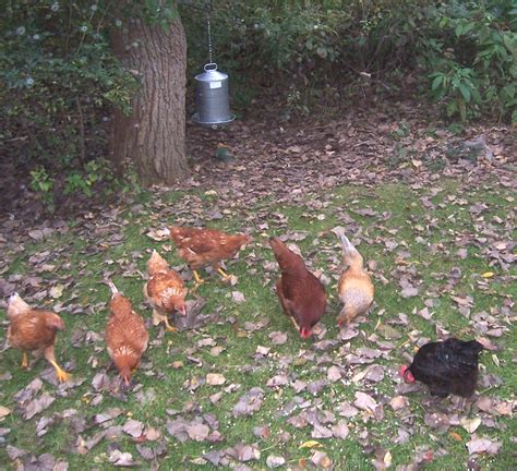 53 hq images raising meat chickens your backyard tips for setting up portable chicken coops in