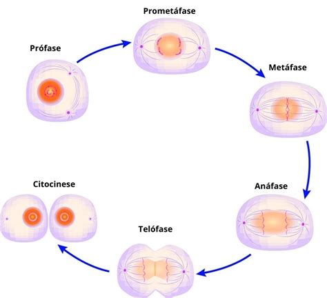A Diferença Celular Constitui Um Processo Biológico Complexo E Vital