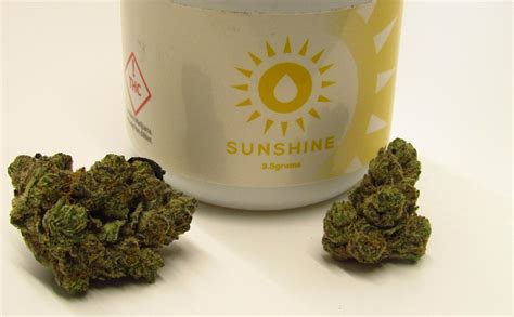 Scooby Snacks Why Colorado Tokers Love This Strain Westword