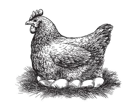 Chicken And Eggs Sketch Vector Stock Vector Illustration Of Bird