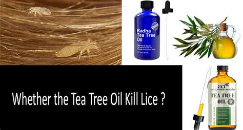 Tea Tree Oil For Lice Top 5 Best Oils Shampoos And Sprays