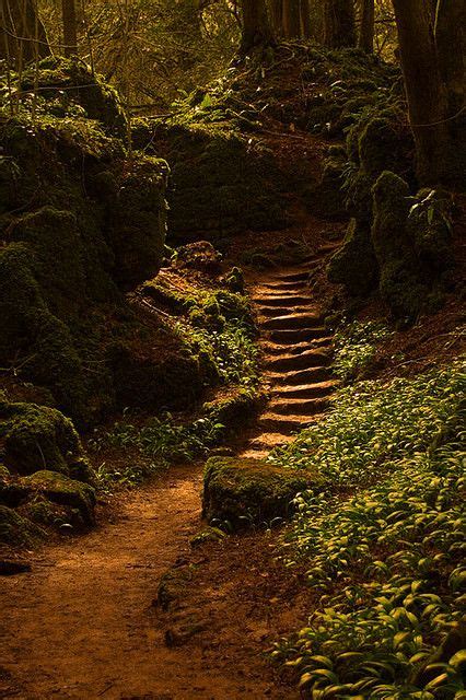 Landscape Photography Tips Forest Path