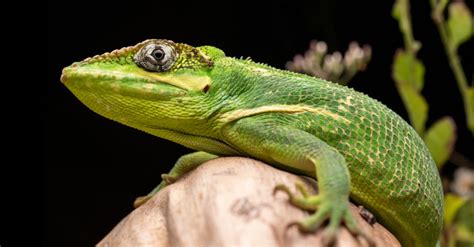 Knight Anole Animal Facts Anolis Equestris A Z Animals