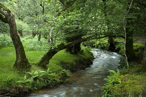 Forests Stream Trees Grass Nature Wallpaper 2048x1365 348981