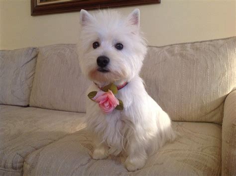 Cali Blue Skye Romeo Y Julieta Cutest Dog Ever West Highland White