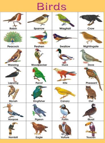 Birds Name Chart Birds Pictures With Names Names Of