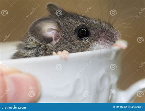 A Baby Gray House Mouse Mus Musculus With Its Head Popping Out Of A