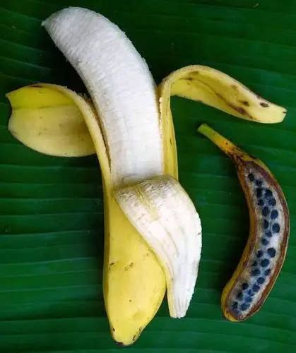 Do Bananas Have Seeds Interesting Facts And Information About Bananas With Seeds