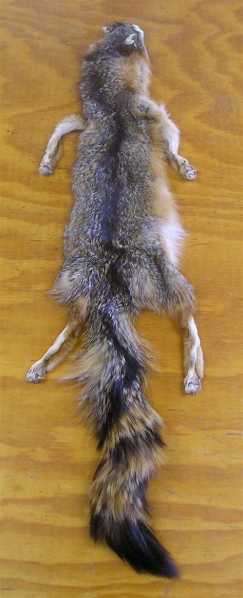 Calif Mountain Grey Fox Pelt With Feet And Claws