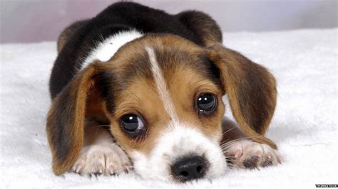 Dogs Use ‘puppy Eyes To Manipulate You And Get Their Way According To