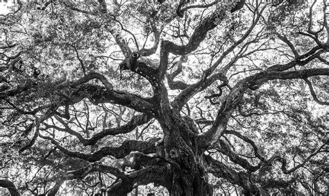 Angel Oak Tree In Charleston Photograph By Seth Young Fine Art America