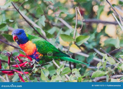 Colorful Australian Native Rainbow Lorikeet Parrots Munching On A Tree
