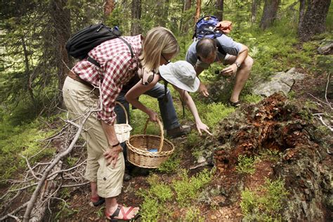 Bracing For Onslaught Of Mushroom Hunters In Wash Forests The