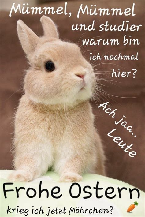 Happy Easter - Easter Day | Ostern lustig, Frohe ostern, Ostern bilder