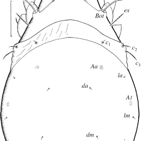 Acrogalumna Longipluma Larva Dorsal Aspect Scale Bar 50 µm Legs