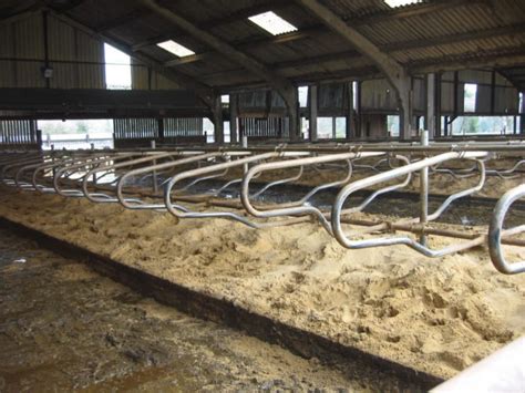 Sand Beds Bedding Cubicle Housing Iae Agriculture