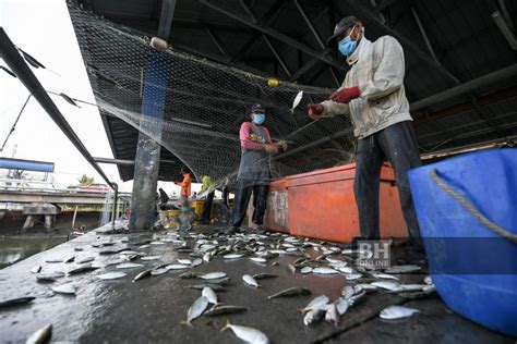 Resep ikan nila bakar dan saus kecap manis pedas? Nelayan Kuala Kedah gagal pasarkan ikan | Wilayah | Berita ...