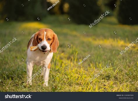 Hungry Dog Chewing Bone Mouth Standing Stock Photo 2182887409