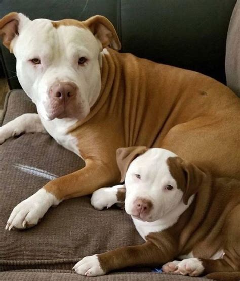 Cute Pitbull Pictures Cutepitbullpictures • Instagram Photos And