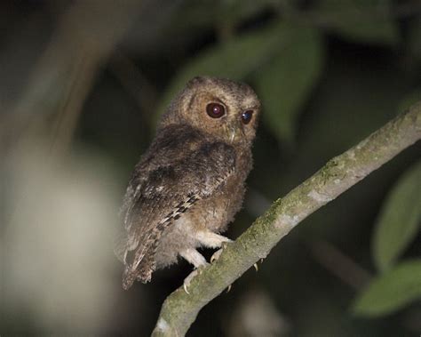 Rajah Scops Owl Otus Brookii Juvenile Rajah Scops Owl O Flickr
