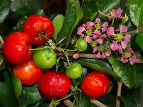 How To Grow A Barbados Cherry Tree Youtube