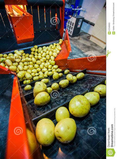 Potato Sorting Processing And Packing Factory Stock Image Image Of