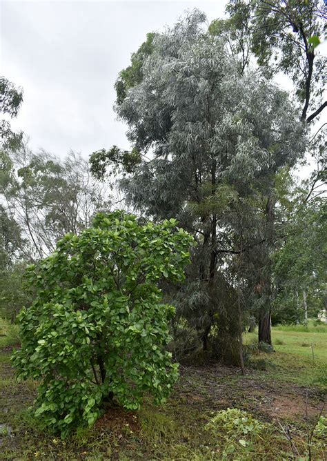 Gardenia Ochreata And Acacia Harpophylla Townsville Qld Flickr