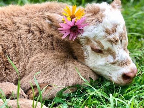 𝐅𝐨𝐥𝐥𝐨𝐰 𝐟𝐫𝐞𝐝𝐝𝐢𝐝𝐮𝐡🐉 Baby Farm Animals Cute Little Animals Fluffy Cows