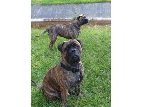 5 Akc Bullmastiff Puppies For Sale Little Rock Puppies For Sale Near Me