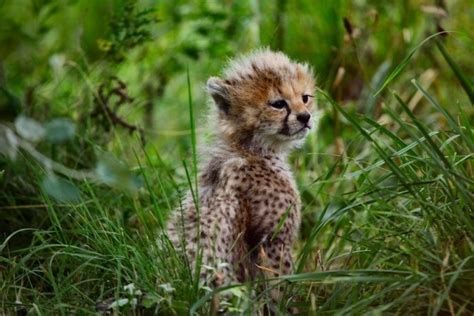 Baby Cheetahs Are Cutest Baby Cheetahs Cheetahs Cute Animals