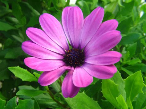 Free Free Flower Svg Images Free 162 SVG PNG EPS DXF File