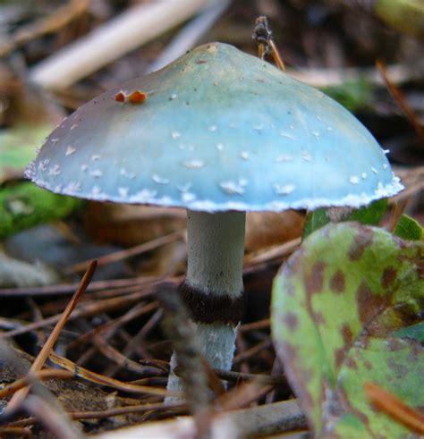 Stropharia Aeruginosa