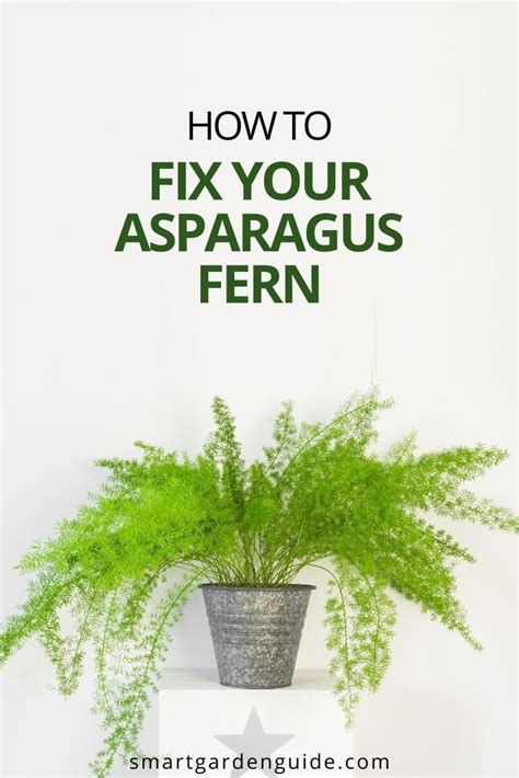 Asparagus fern is a fern in name and appearance only. Why Is My Asparagus Fern Turning Yellow? (7 Solutions ...