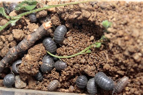 Bug Out With These Fun Roly Poly Facts