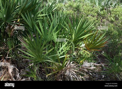 Saw Palmetto Serenoa Repens Native Plant To Central Florida Stock Photo Alamy