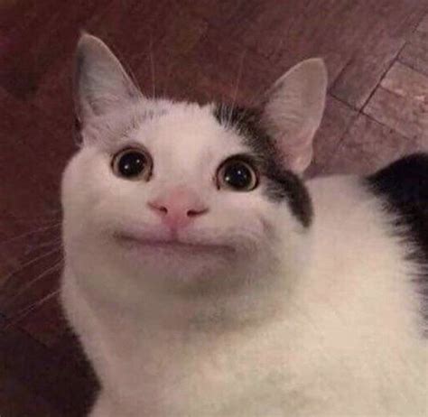 Ver más ideas sobre meme gato, mascotas memes, gatos raros. Pin on reactions/memes.