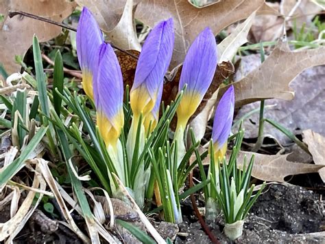 Urban Wildlife Guide More Winter Flowers