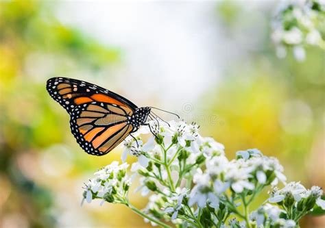 Monarch Butterfly Feeding On White Flowers Stock Photo Image Of Fall