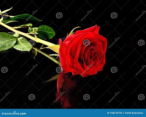 Beautiful Red Rose On A Black Background One Lying Rose With A Bright