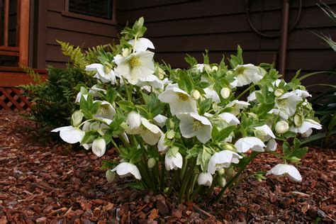 Hellebore Pruning How To And A Cautionary Tale ⋆ North Coast Gardening