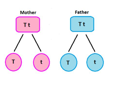 The dominant partner in the marriage. Simple Dominance: Definition & Concept - Video & Lesson Transcript | Study.com