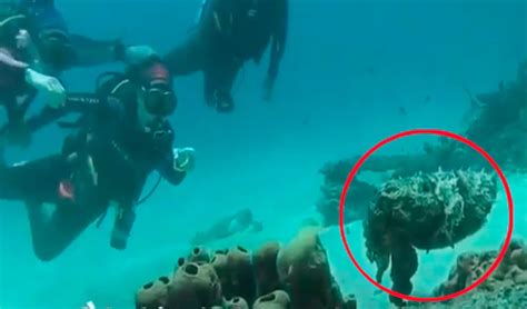 Divers Approach A Strange Stone That Turns Out To Be An Alien Like