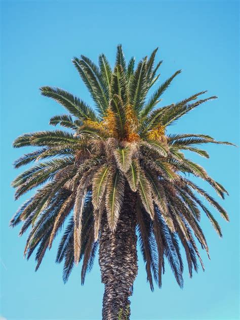 Single Palm Tree Stock Photo Image Of Detail Natural 46354638